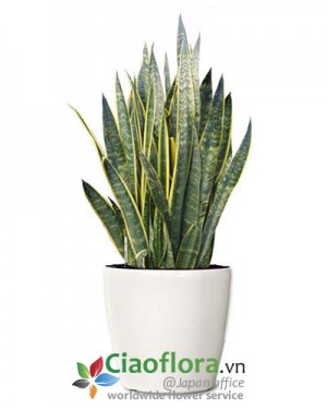 Sansevieria Plant